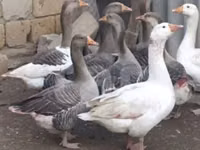 Geese — 2-rasm