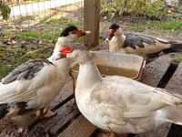 pato criollo doméstico — foto 1