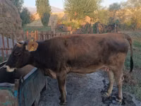母牛, Cattle — 照片 1