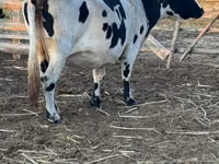 Kuh, Latvian Blue cattle — Foto 7