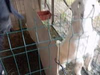 Goat, Alpine goat — photo 4