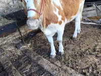 Toro, Simmental cattle — foto 2