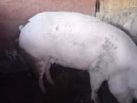 Eber, Schweine — Foto 2