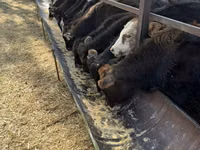 Toro, Swiss cattle — foto 4