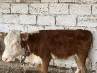 गाय, कजाख़स्तानी सफेद सिर वाली गाय — फ़ोटो 1