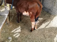 母牛, Cattle — 照片 2