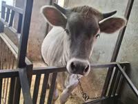 Vaca, Swiss cattle — foto 5