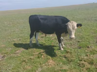公牛, Kazakh White-headed cow — 照片 2