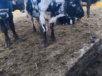 सांड, Russian Black pied cattle — फ़ोटो 1