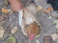 Chickens — Foto 6