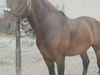 Hengst, Kyrgyz Horse — Foto 2