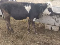 Toro, Simmental cattle — foto 2