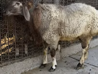 Qoʻchqor, Rhon sheep — 7-rasm