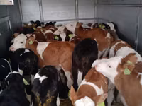 Toro, Simmental cattle — foto 3