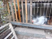 Adler Silver — Foto 4