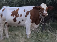 गाय, Simmental cattle — फ़ोटो 2