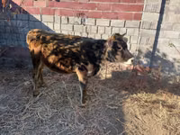 Vaca, Raza Alatau — foto 1