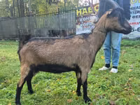 Echki, Alpine goat — 1-rasm