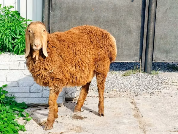 Кочкор, Гиссар койу