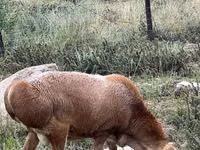 Carnero, Arashan sheep — foto 4