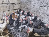Chickens — 4-сурет