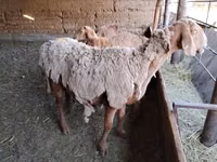 Oveja, Arashan sheep — foto 6