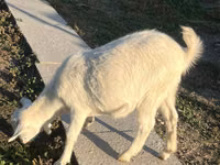 Echki, Saanen goat — 4-rasm