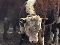 Bulle, Kasachische Weißkopfkuh — Foto 2
