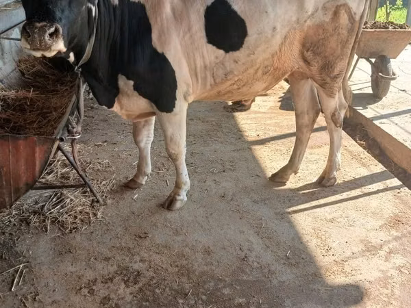 Bulle, Russian Black pied cattle