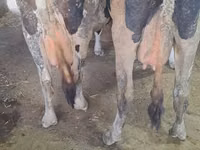 母牛, Russian Black pied cattle — 照片 2