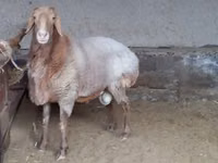 كبش, Arashan sheep — الصورة 3