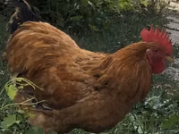 Chickens — Foto 4
