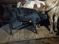 Bulle, Simmental cattle — Foto 5