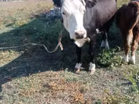 Kuh, Latvian Blue cattle — Foto 2