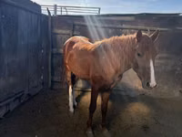 Hengst, Kazakh horse — Foto 1