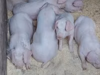 Eber, Schweine — Foto 5