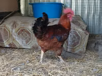 Chickens — Foto 2