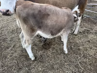 Rinder (Partie, Geschlecht nicht angegeben), Simmental cattle — Foto 2