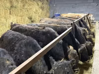 Bulle, Simmental cattle — Foto 2