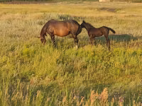 خيول (دفعة، الجنس غير محدد), Horse breed — الصورة 1