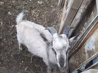Теке, Alpine goat — 2-сурет