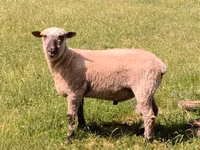 Қошқар, Shroshire sheep — 1-сурет