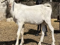 Cabro, Nubian Goat — foto 5