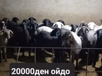 Овца, Бараны — фото 4