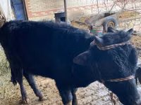 Bull, Aberdeen-Angus — photo 4