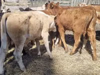 Qoramol (partiya, jinsi ko‘rsatilmagan), Swiss cattle — 4-rasm