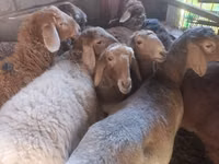 Cabra, Cabras — foto 1