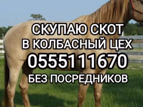 Бык, Коровы — Кыргызстан