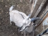 Теке, Alpine goat — 3-сурет