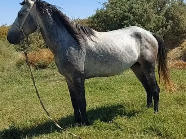 حصان, Mustang